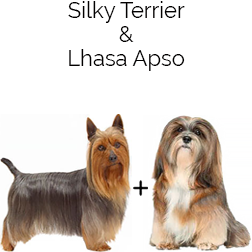 Silky Lhasa Dog